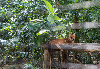 animals at Taiping Zoo in Malaysia