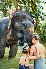 Fototapeta premium Mother and daughter washing an Asian elephant in a river