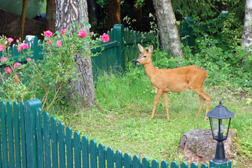 reh im garten