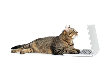 Fototapeta Beautiful cat with laptop computer lying on white background obraz