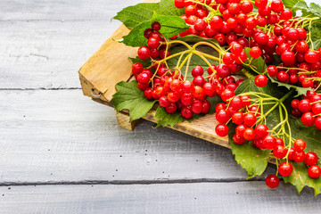 Fresh red viburnum berries with green leaves on branches