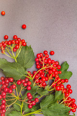 Fresh red viburnum berries with green leaves on branches