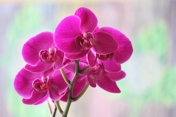 Fototapeta na wymiar The Violet Orchids
