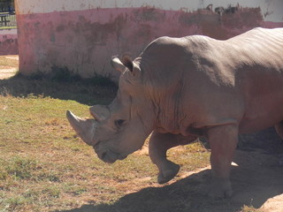 rhinoceros,
