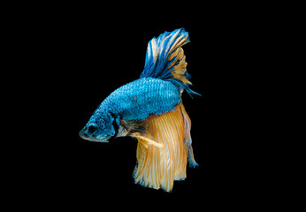 Colorful with main color of blue and yellow betta fish, Siamese fighting fish was isolated on black background. Fish also action of turn head in different direction during swim.