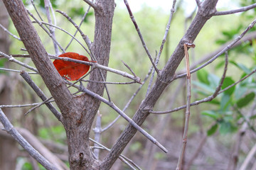 Stems and prop root of mangrove trees. Thorn root of mangrove trees.