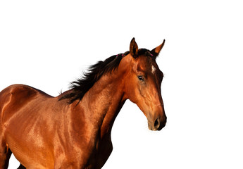 Naklejka premium horse isolated on white background