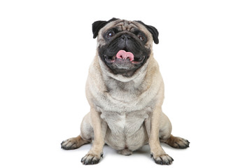 Pug dog isolated on white background