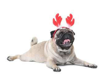 Obraz premium Pug dog in red horns on white background