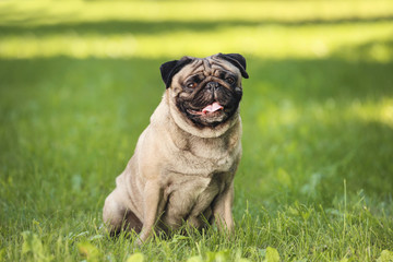 Fototapeta na wymiar Pug dog sitting on the grass in park