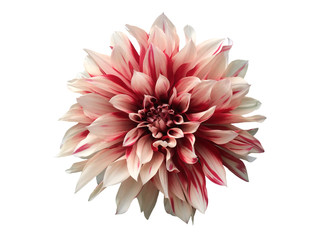 Dahlia flower isolated on white background