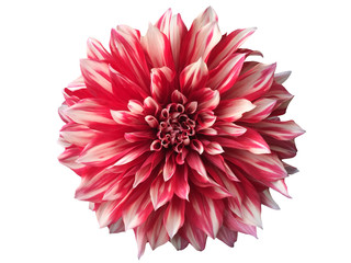 Dahlia flower isolated on white background