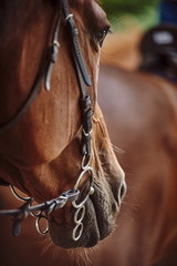 Portrait of a brown horse with a bridle