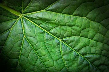 Naklejka na ściany i meble closeup of green leaf