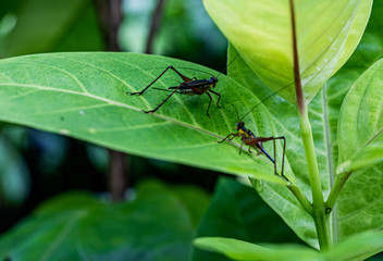 grasshoppers on a green leaf