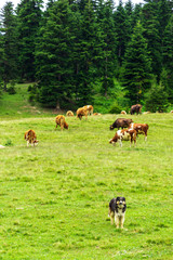 Friendship of a Calf and a Dog That Guards It, Natural Background