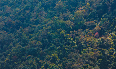 Fototapeta na wymiar Beautiful landscape nature of forest on mountain 