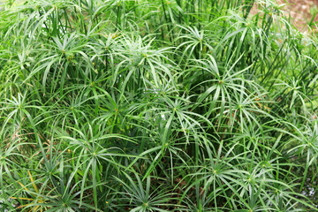 Group of papyrus growing up near the water source. Papyrus with straight stems and long slender leaves.