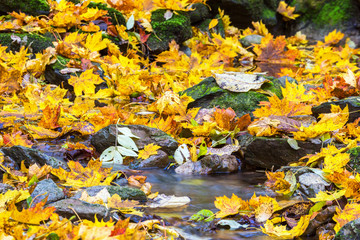 Autumn leaves by a stream with water