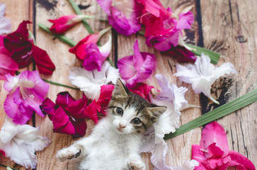 Kitten among gladiolus flowers