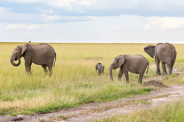 Fototapeta premium Elephants with a small calf in the savannah
