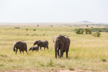 Elephants with a calf walk in savannah