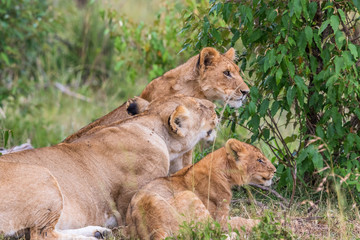 Lioness with two cubs in the bush
