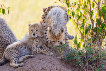 Playful young Cheetah cubs in the shadow