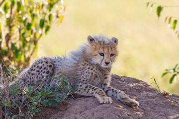 Naklejka na ściany i meble Young cheetah cub lying and resting in the shade on the savannah