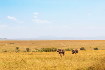 Ostriches in a beautiful savanna landscapes in Masai Mara, Kenya