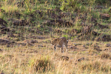 Leopard in the high grass of the African savannah