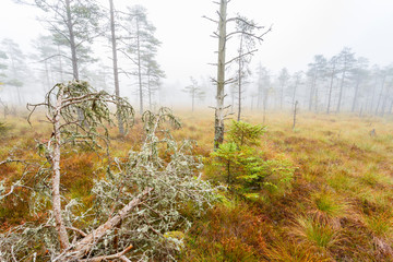 Autumn Fog on the moor by a fallen pine tree