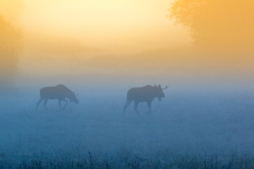 Bull mooses walk on a misty meadow at dawn