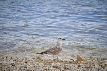 Seagull near the water