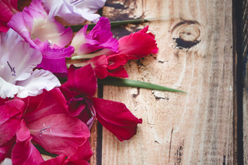 Gladiolus flowers top view