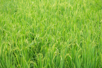 Rice paddy field in Thailand