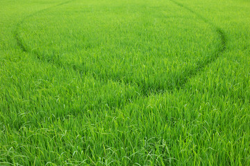 Obraz na płótnie Canvas Rice paddy field in Thailand
