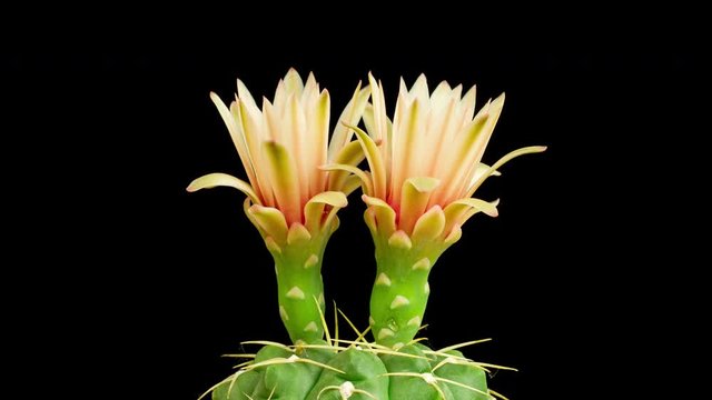 Beautiful time lapse of a cactuse flower opening up