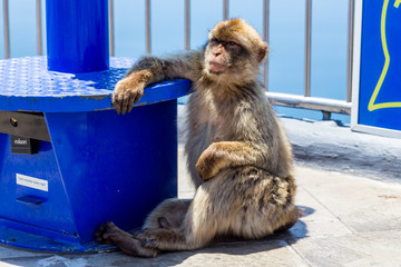 Gibraltar macaque chilling