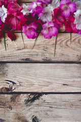 Gladiolus flowers top view