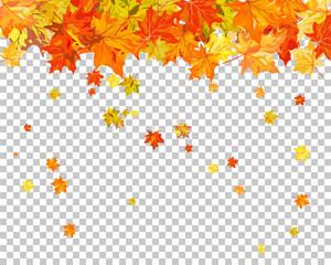 Fall (Autumn) Maple Background