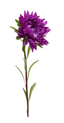 purple Aster isolated on white background