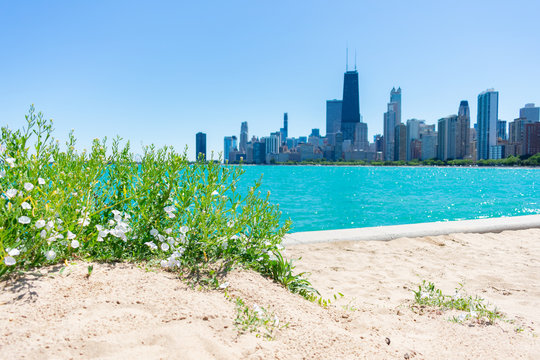 Green Plants on North Avenue Beach with the Chicago Skyline in the Background