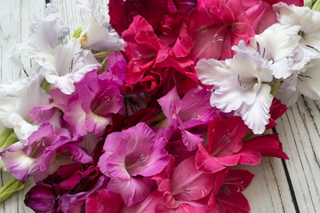 Gladiolus flowers top view