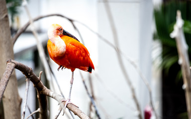Scarlet Ibis