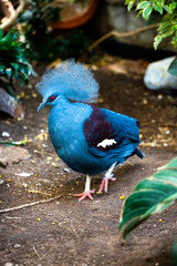 Victoria Crowned Pigeon