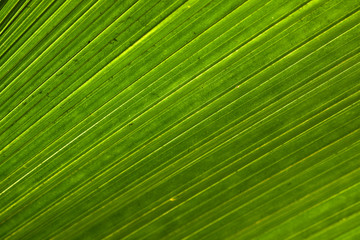 Fototapeta premium Abstract natural pattern created by palm leaf