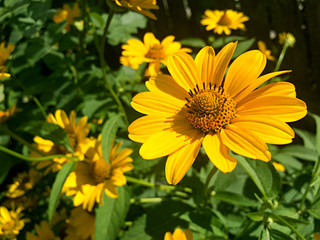 Yellow rudbeckia flower in the garden