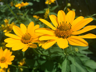 Yellow rudbeckia flower in the garden
