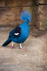 Victoria Crowned Pigeon